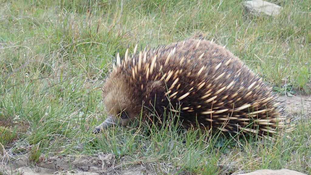 Echidna
